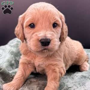 Wells, Mini Goldendoodle Puppy